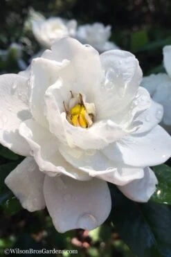 Crown Jewel Gardenia - 6-Pack Of 1 Gallon Pots -Azaleas Store gardenia jasminoides crown jewel 11