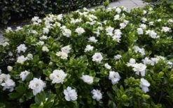 Crown Jewel Gardenia - 1 Gallon Pot -Azaleas Store gardenia jasminoides crown jewel 12 1