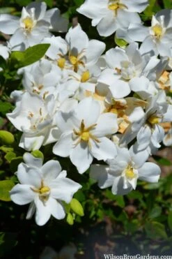 Snow Flurry Hardy Gardenia - 3 Gallon Pot -Azaleas Store gardenia jasminoides snow flurry 2 1