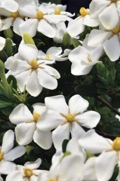 Snow Girl Hardy Dwarf Gardenia - 3 Gallon Pot -Azaleas Store gardenia jasminoides snow girl 1