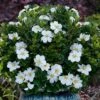 Snow Globe Gardenia - 3 Gallon Pot -Azaleas Store gardenia jasminoides snow globe 1