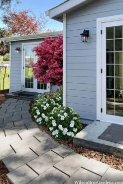 Snow Globe Gardenia - 3 Gallon Pot 11 Snow Globe Gardenia - 3 Gallon Pot -Azaleas Store gardenia jasminoides snow globe 3