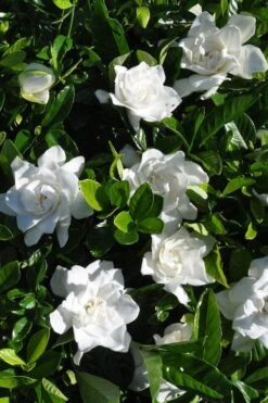 Snow Puff Hardy Gardenia - 3 Gallon Pot 9 Snow Puff Hardy Gardenia - 3 Gallon Pot -Azaleas Store gardenia jasminoides snow puff 2 1