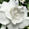 Snow Puff Hardy Gardenia - 3 Gallon Pot -Azaleas Store gardenia jasminoides snow puff 4 1