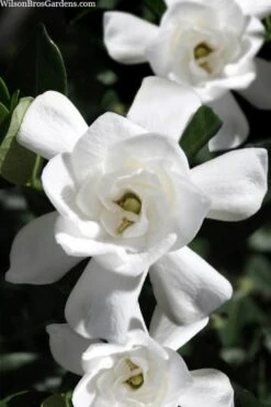 Steady As She Goes Hardy Gardenia - 3 Gallon Pot 9 Steady As She Goes Hardy Gardenia - 3 Gallon Pot -Azaleas Store gardenia jasminoides steady as she goes 1