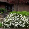 Steady As She Goes Hardy Gardenia - 3 Gallon Pot -Azaleas Store gardenia jasminoides steady as she goes 3