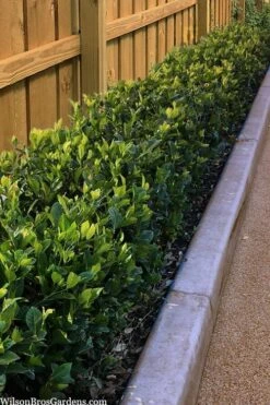 Summer Snow Gardenia - 3 Gallon Pot -Azaleas Store gardenia jasminoides summer snow 11