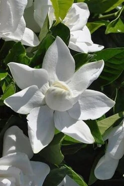 Summer Snow Gardenia - 3 Gallon Pot -Azaleas Store gardenia jasminoides summer snow 5