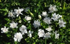 Summer Snow Gardenia - 3 Gallon Pot -Azaleas Store gardenia jasminoides summer snow 9
