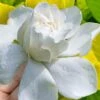 Gold Doubloon Gardenia - 3 Gallon Pot 1 Gold Doubloon Gardenia - 3 Gallon Pot -Azaleas Store gardenia ogon no hana gold doubloon 10