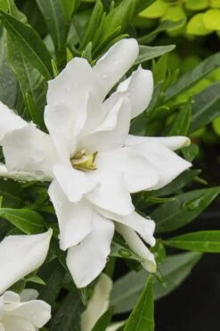 Radicans Creeping Dwarf Gardenia - 1 Gallon Pot -Azaleas Store gardenia radicans 22 1