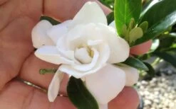 Jubilation Gardenia - 2 Gallon Pot -Azaleas Store gardeniajubilation