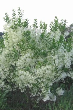 Grancy Graybeard - White Fringe Tree - 3 Gallon Pot -Azaleas Store grancy graybeard tree 33