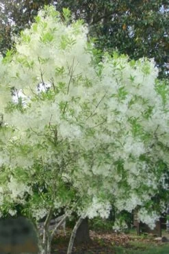 Grancy Graybeard - White Fringe Tree - 3 Gallon Pot -Azaleas Store grancy graybeard tree flowers 22 500x750 1