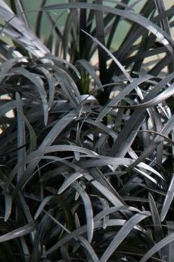 Black Beard Black Mondo Grass - Ophiopogon Planiscapus - 1 Gallon Pot -Azaleas Store grass black beard mondo 500x750 1