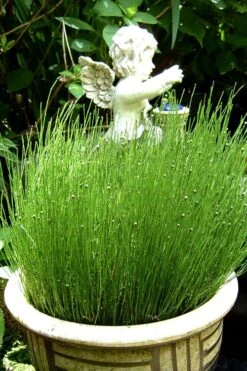 Dwarf Horsetail Reed Grass (Equisetum Scirpoides) - 1 Gallon Pot 12 Dwarf Horsetail Reed Grass (Equisetum Scirpoides) - 1 Gallon Pot -Azaleas Store grass dwarf horse tail 2 500x750 1