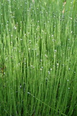 Dwarf Horsetail Reed Grass (Equisetum Scirpoides) - 1 Gallon Pot 14 Dwarf Horsetail Reed Grass (Equisetum Scirpoides) - 1 Gallon Pot -Azaleas Store grass dwarf horse tail 4 500x750 1