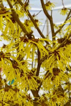 Arnold Promise Witch Hazel - 3 Gallon Pot -Azaleas Store hamamelis intermedia arnolds promise witch hazel 2