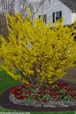 Arnold Promise Witch Hazel - 3 Gallon Pot -Azaleas Store hamamelis intermedia arnolds promise witch hazel 4