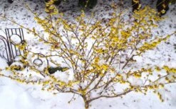 Arnold Promise Witch Hazel - 3 Gallon Pot -Azaleas Store hamamelis intermedia arnolds promise witch hazel 5