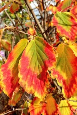 Arnold Promise Witch Hazel - 3 Gallon Pot -Azaleas Store hamamelis intermedia arnolds promise witch hazel 7