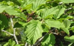 Arnold Promise Witch Hazel - 3 Gallon Pot -Azaleas Store hamamelis intermedia arnolds promise witch hazel 8