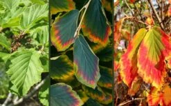 Arnold Promise Witch Hazel - 3 Gallon Pot -Azaleas Store hamamelis intermedia arnolds promise witch hazel 9