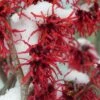 Diane Red Witch Hazel (Hamamelis X Intermedia) - 7 Gallon Pot 2 Diane Red Witch Hazel (Hamamelis X Intermedia) - 7 Gallon Pot -Azaleas Store hamamelis intermedia diane witch hazel 12