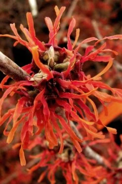 Diane Red Witch Hazel (Hamamelis X Intermedia) - 7 Gallon Pot -Azaleas Store hamamelis intermedia diane witch hazel 2