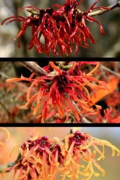 Diane Red Witch Hazel (Hamamelis X Intermedia) - 7 Gallon Pot -Azaleas Store hamamelis intermedia diane witch hazel 5