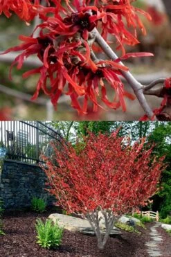 Diane Red Witch Hazel (Hamamelis X Intermedia) - 7 Gallon Pot -Azaleas Store hamamelis intermedia diane witch hazel 8