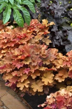 Caramel Heuchera (Villosa Hybrid) - 5 Pack Of Quart Pots -Azaleas Store heuchera caramel 20 1