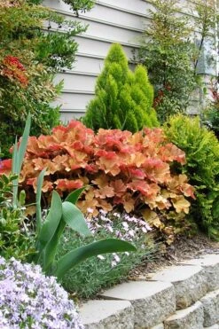 Caramel Heuchera (Villosa Hybrid) - 5 Pack Of Quart Pots -Azaleas Store heuchera caramel 21 1