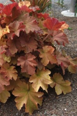 Caramel Heuchera (Villosa Hybrid) - 5 Pack Of Quart Pots -Azaleas Store heuchera caramel 23