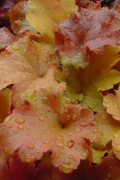 Caramel Heuchera (Villosa Hybrid) - 1 Gallon Pot -Azaleas Store heuchera caramel 500x750 1