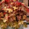 Caramel Heuchera (Villosa Hybrid) - 1 Gallon Pot -Azaleas Store heuchera caramel coral bells 31