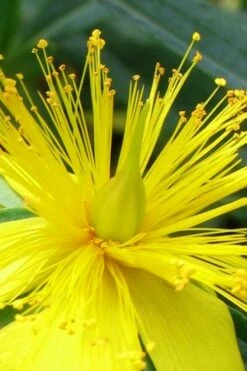 Blue Velvet St. Johns Wort (Hypericum Kalmianum) - 3 Gallon Pot -Azaleas Store hypericum lamianum blue velvet st johns wort 2