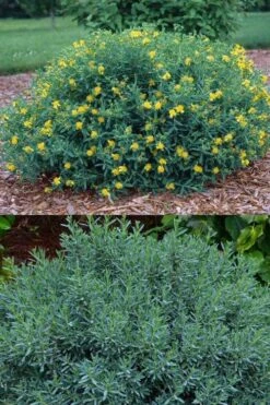 Blue Velvet St. Johns Wort (Hypericum Kalmianum) - 3 Gallon Pot -Azaleas Store hypericum lamianum blue velvet st johns wort 5