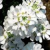 Snow Cone Candytuft (Iberis Sempervirens) - 5 Pack Of Quart Pots -Azaleas Store iberis sempervirens snow cone candytuft 3