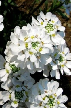 Snow Cone Candytuft (Iberis Sempervirens) - 5 Pack Of Quart Pots