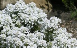 Snow Cone Candytuft (Iberis Sempervirens) - 5 Pack Of Quart Pots -Azaleas Store iberis sempervirens snow cone candytuft 4