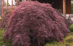 Crimson Queen Dwarf Japanese Maple (High Graft Tree Form) - 1 Gallon Pot 12 Crimson Queen Dwarf Japanese Maple (High Graft Tree Form) - 1 Gallon Pot -Azaleas Store ja panese Maple Crimson Queen 50