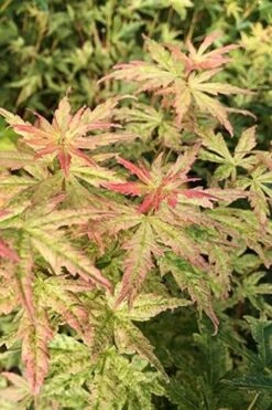 Radiant Variegated Japanese Maple - 3 Gallon Pot 9 Radiant Variegated Japanese Maple - 3 Gallon Pot -Azaleas Store japanese Maple Radiant 7