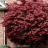 Bloodgood Red Leaf Japanese Maple - 7 Gallon Pot (4-5') -Azaleas Store japanese maple bloodgood 10 2