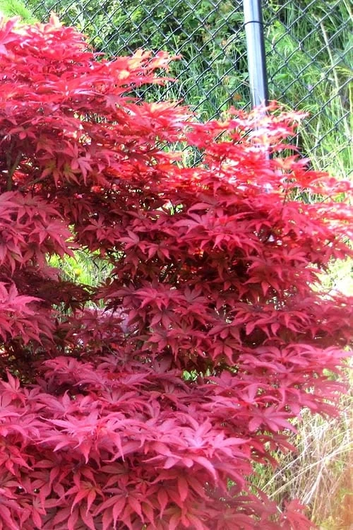 Fireglow Red Leaf Japanese Maple - 2 Gallon Pot 8 Fireglow Red Leaf Japanese Maple - 2 Gallon Pot - Image 6