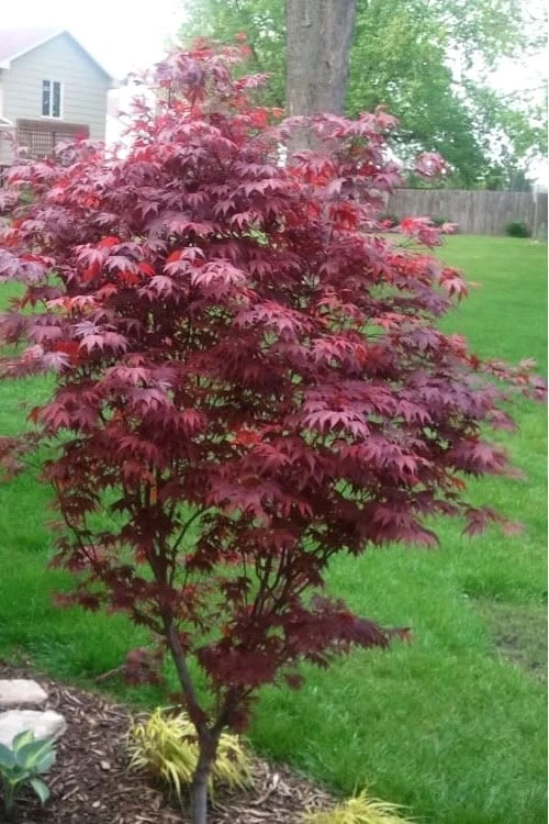 Fireglow Red Leaf Japanese Maple - 2 Gallon Pot 7 Fireglow Red Leaf Japanese Maple - 2 Gallon Pot - Image 5