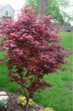 Fireglow Red Leaf Japanese Maple - 5 Gallon Pot (4.5-5.5') 14 Fireglow Red Leaf Japanese Maple - 5 Gallon Pot (4.5-5.5') -Azaleas Store japanese maple fireglow 12