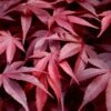 Fireglow Red Leaf Japanese Maple - 2 Gallon Pot -Azaleas Store japanese maple fireglow 13 1