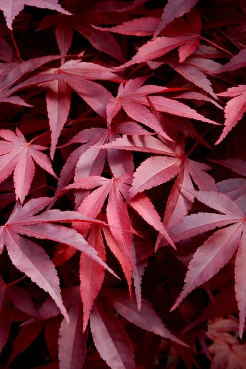 Fireglow Red Leaf Japanese Maple - 2 Gallon Pot 3 Fireglow Red Leaf Japanese Maple - 2 Gallon Pot