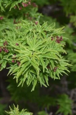 Lions Head Japanese Maple - Acer Palmatum 'Shishigashira' - 5 Gallon Pot -Azaleas Store japanese maple lions head shishigashira 1
